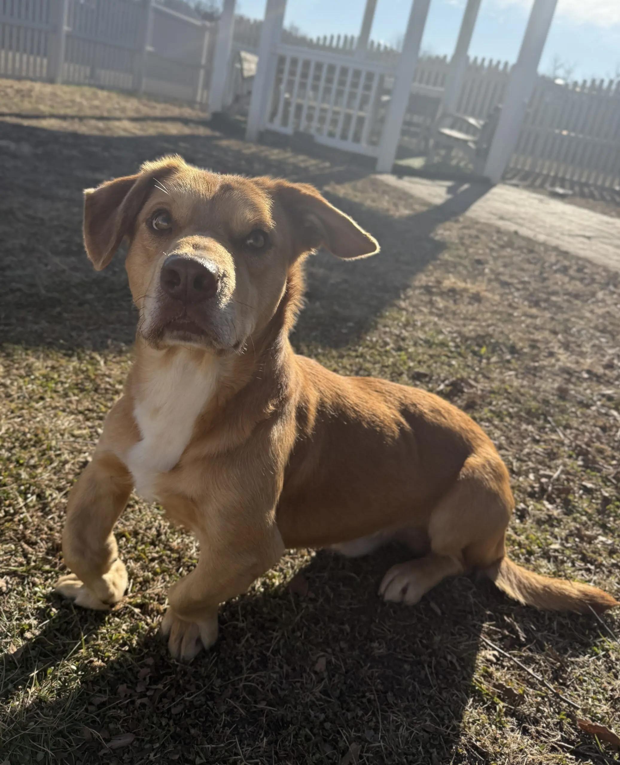 Achilles thumbnail 2