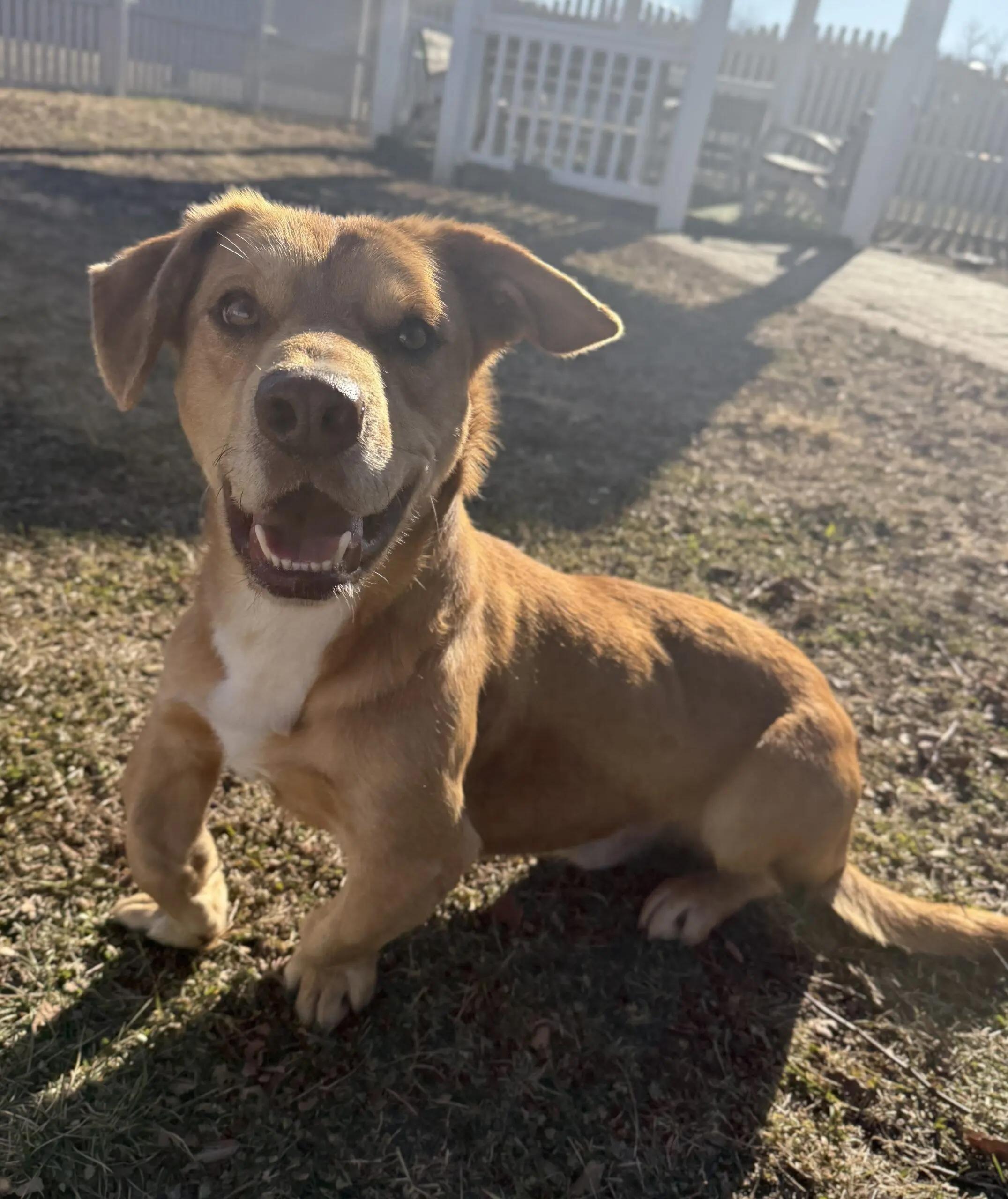 Achilles thumbnail 3