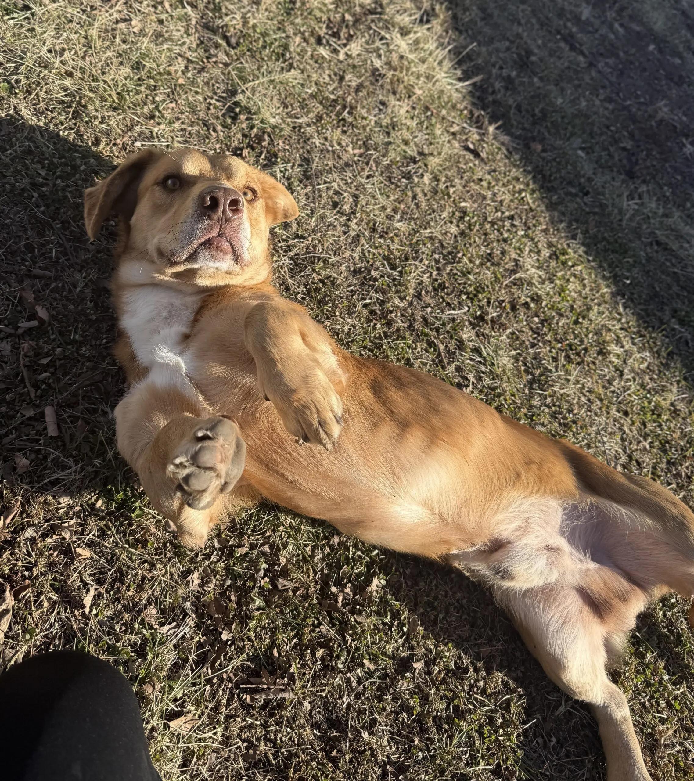 Achilles thumbnail 4