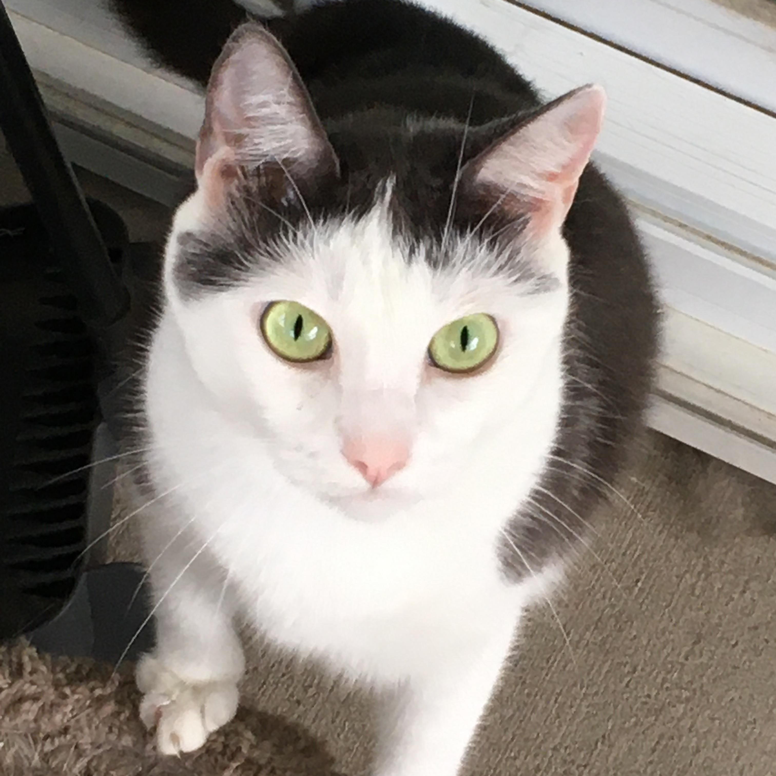 Baby, Adoptable, Adult Female Domestic Short Hair.