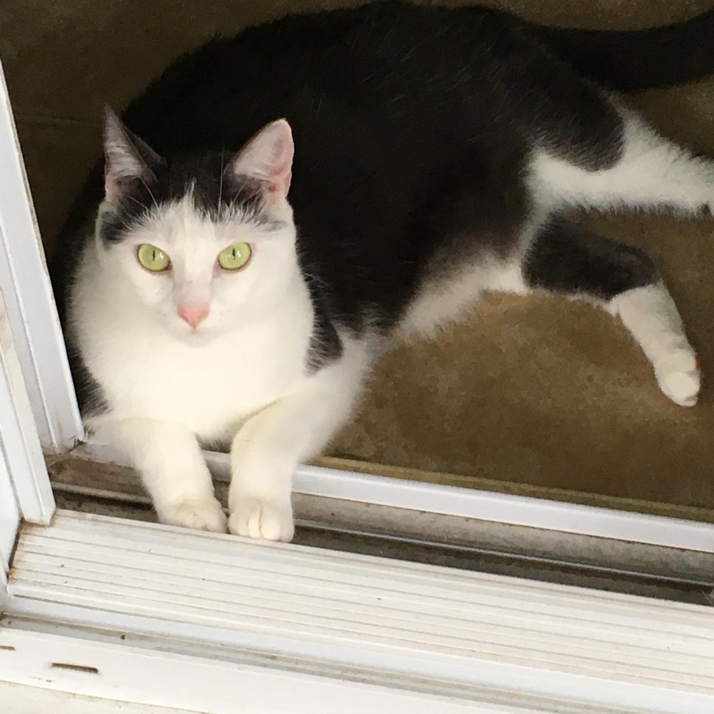 Enlarge Baby, a Adoptable Domestic Short Hair in Beaufort, SC image 3/3