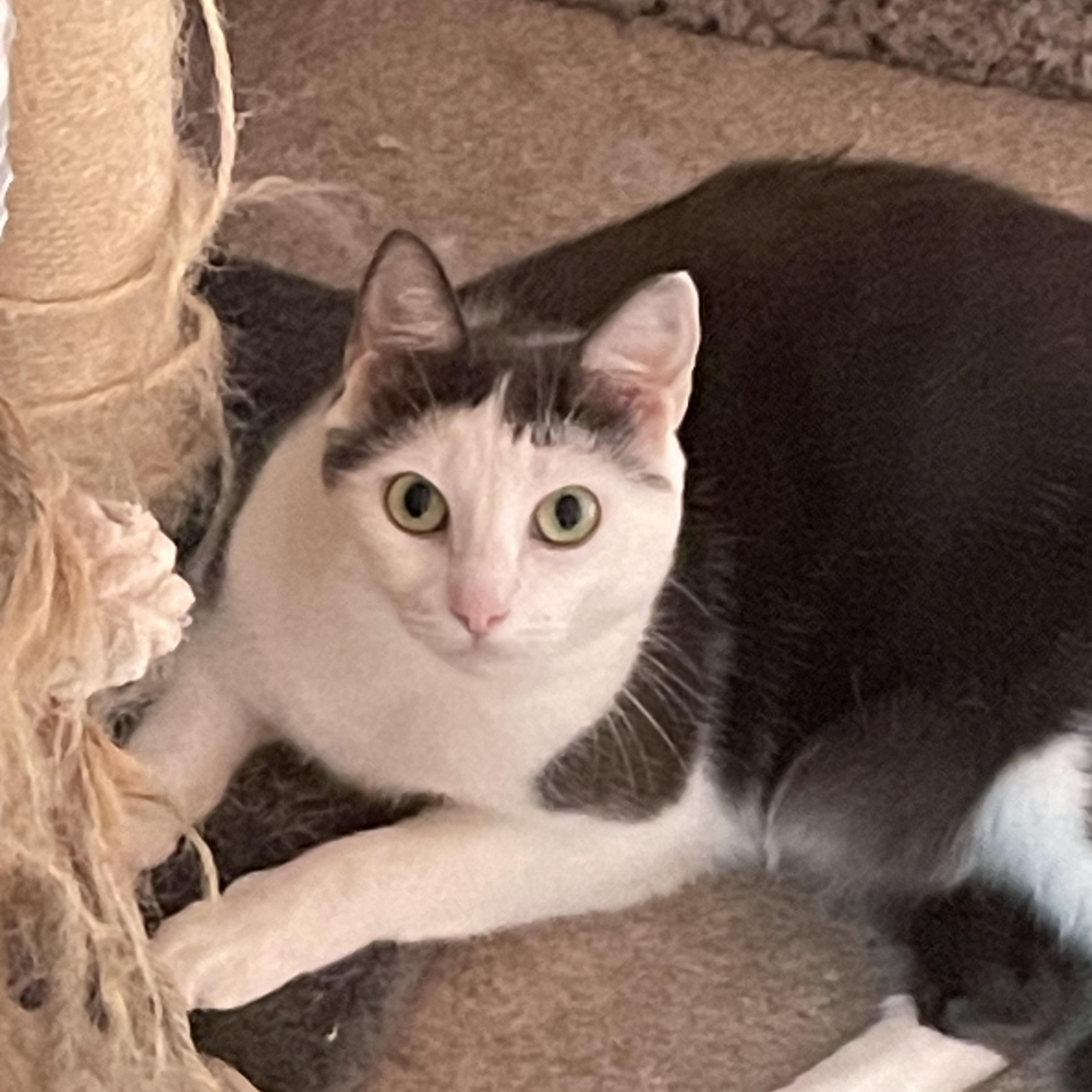 Enlarge Baby, a Adoptable Domestic Short Hair in Beaufort, SC image 2/3