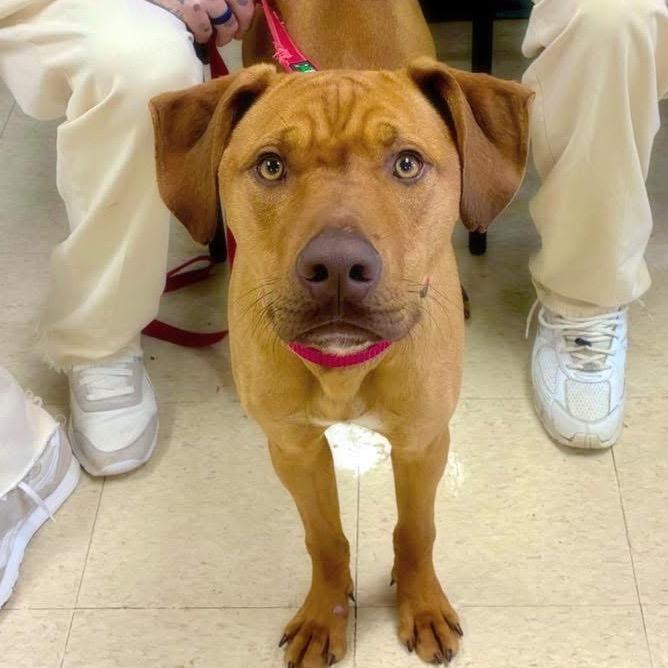 Enlarge Goose, a Adoptable mixed breed in Little Rock, AR image 1/4