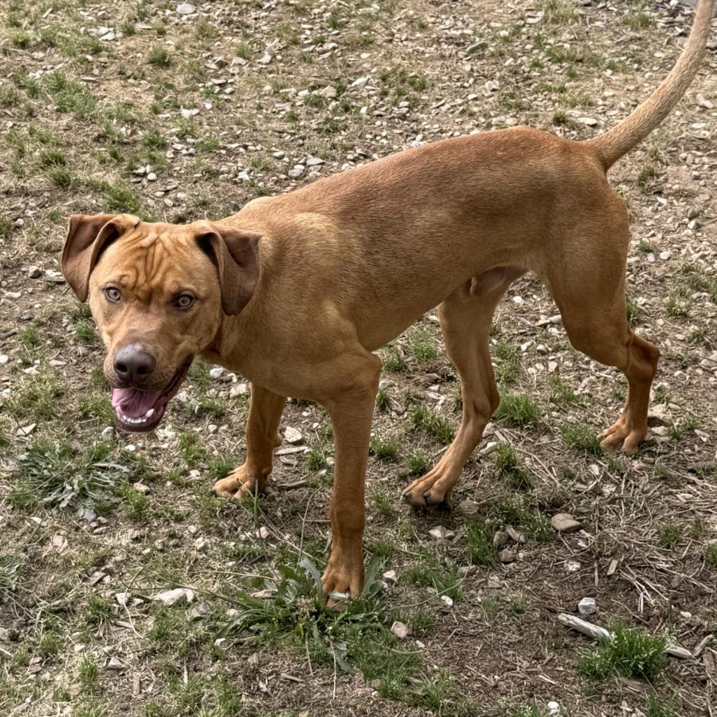 Enlarge Goose, a Adoptable mixed breed in Little Rock, AR image 2/3