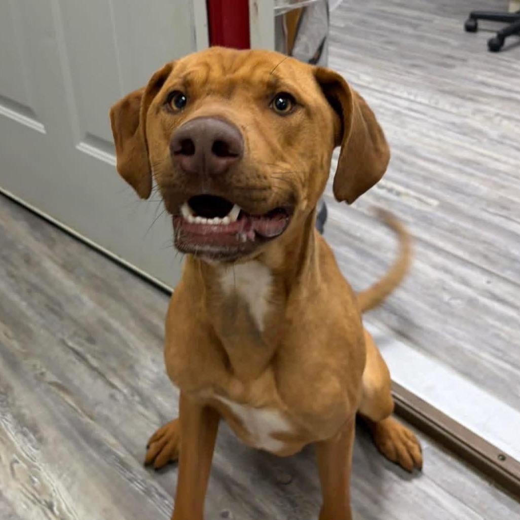 Enlarge Goose, a Adoptable mixed breed in Little Rock, AR image 3/3
