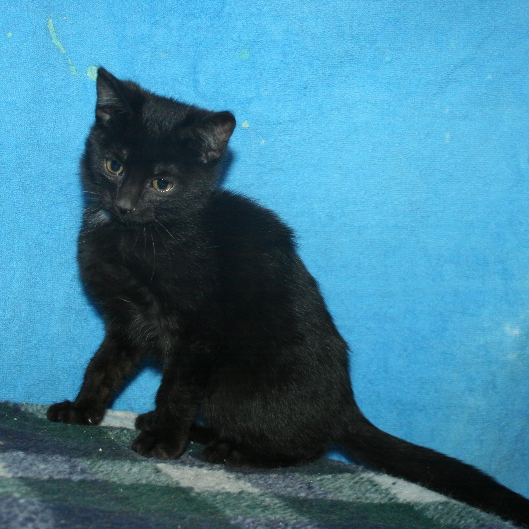 Alfie, Adoptable, Kitten Male Domestic Short Hair.