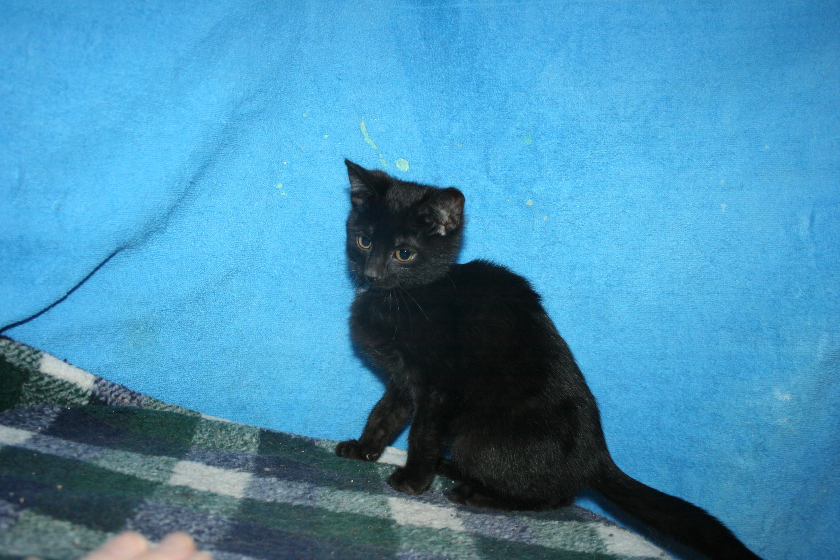 Enlarge Alfie, a Adoptable mixed breed in Howell, MI image 2/3