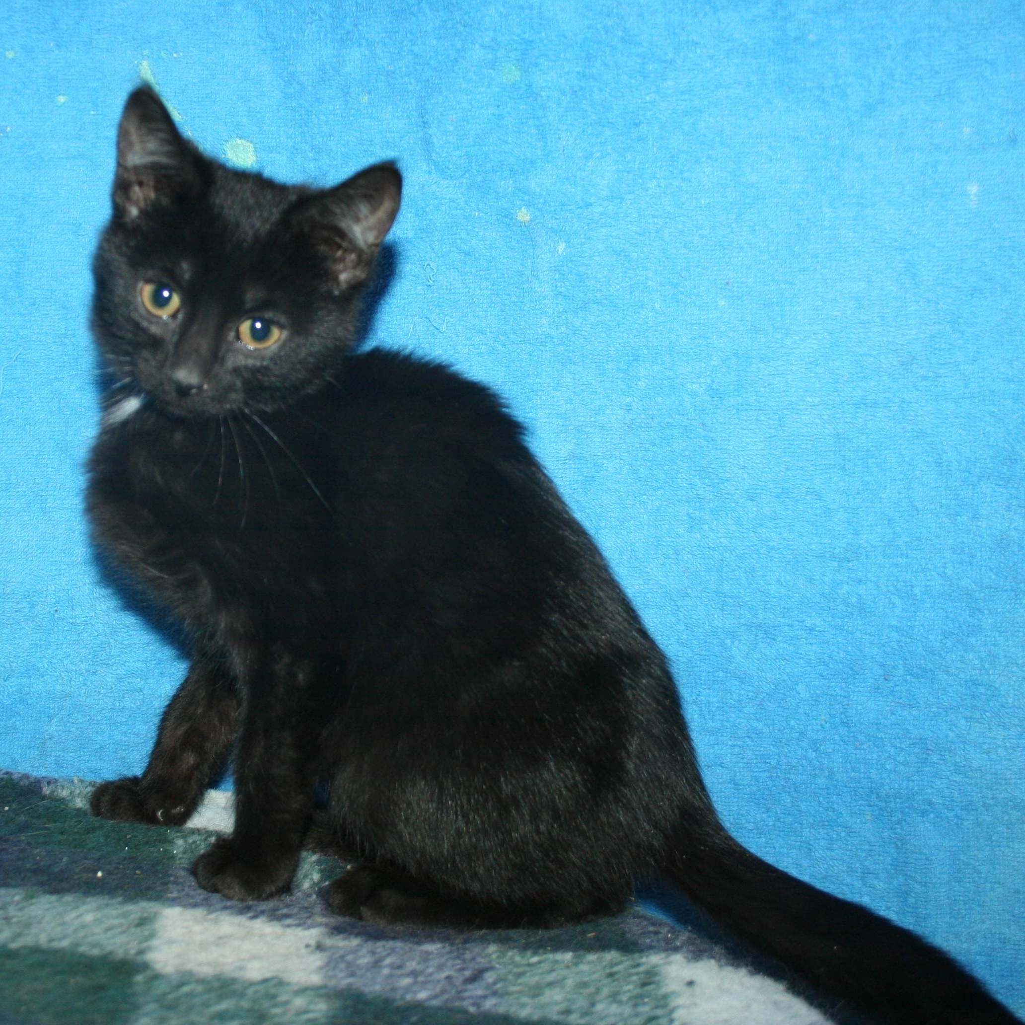 Enlarge Alfie, a Adoptable mixed breed in Howell, MI image 3/3