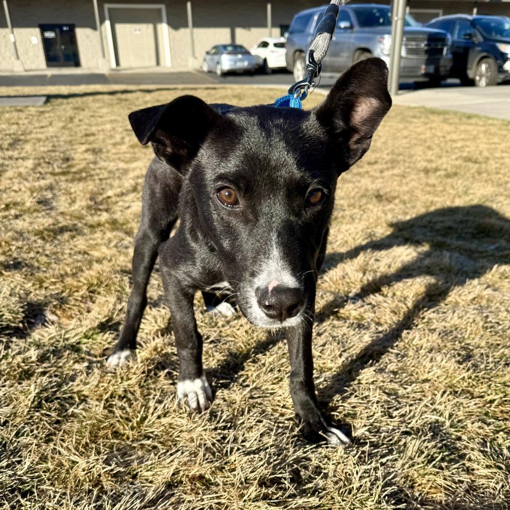 Nemo, a Adoptable Mixed Breed in Bend, OR image 1/6