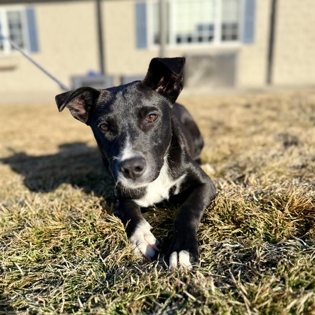 Nemo, a Adoptable Mixed Breed in Bend, OR image 2/6