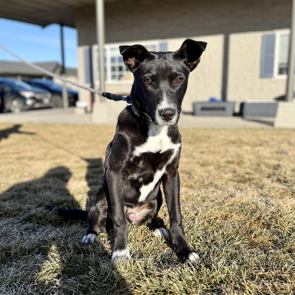 Nemo, a Adoptable Mixed Breed in Bend, OR image 3/6