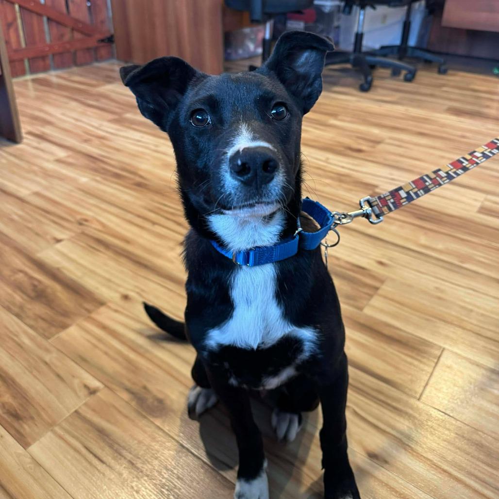 Nemo, a Adoptable Mixed Breed in Bend, OR image 4/6