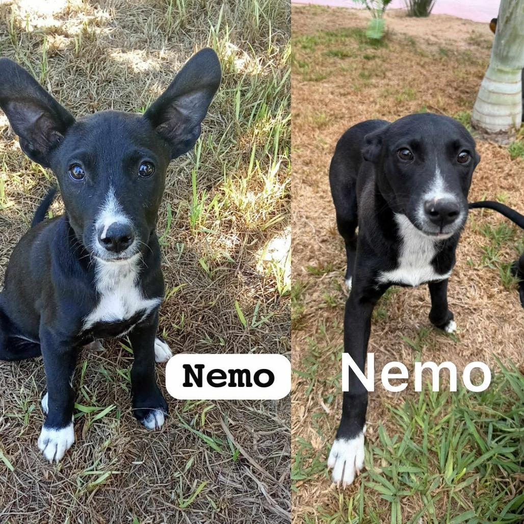 Nemo, a Adoptable Mixed Breed in Bend, OR image 5/6