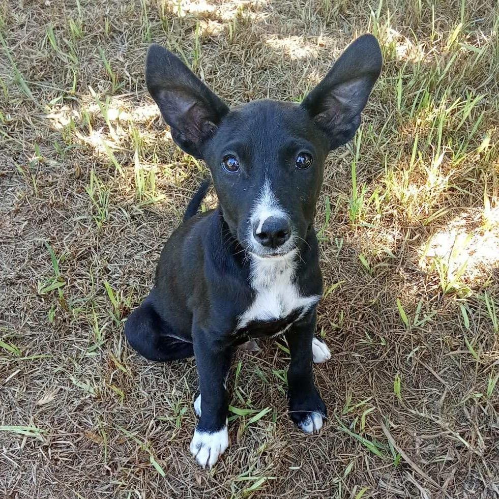 Nemo, a Adoptable Mixed Breed in Bend, OR image 6/6