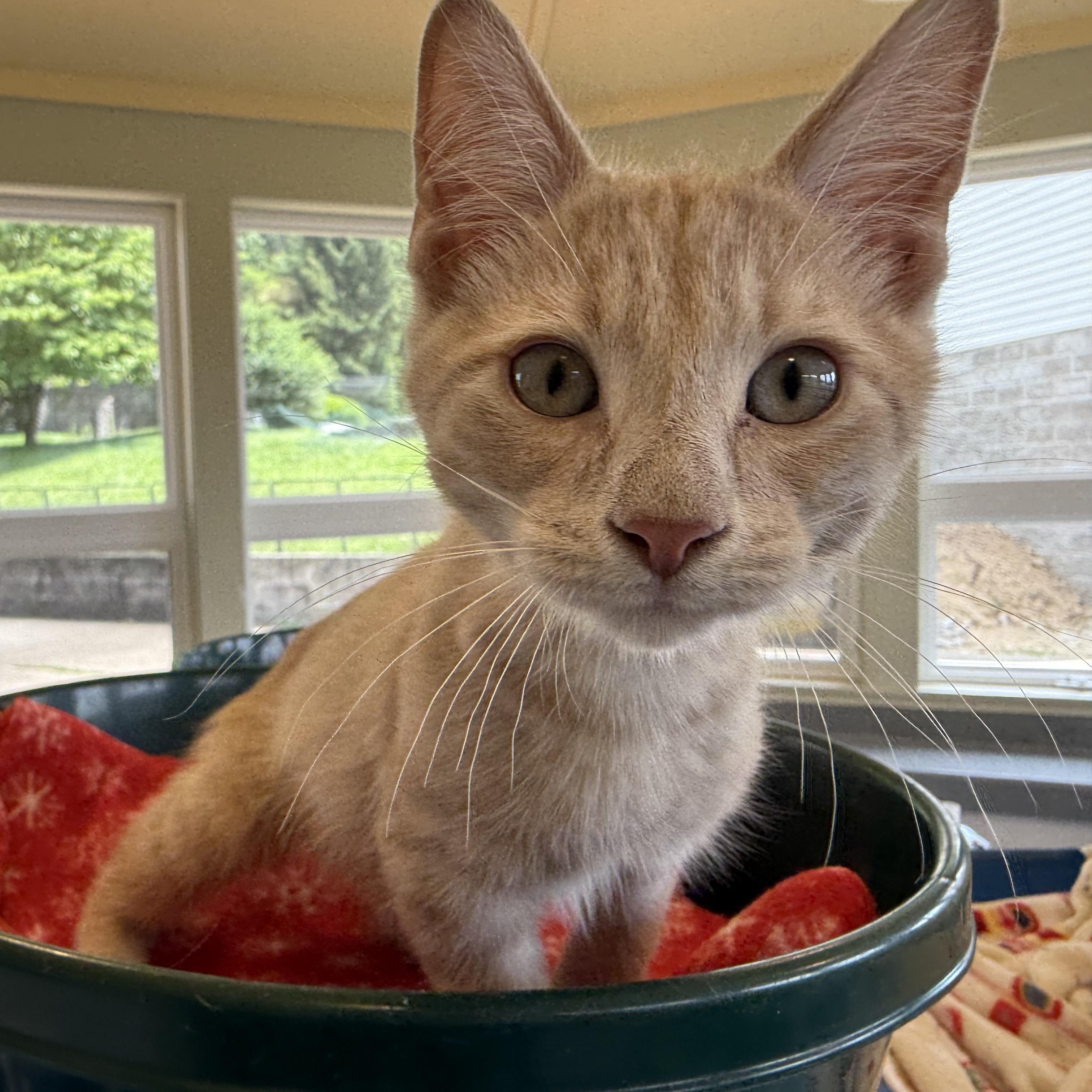 Cheerio, Baby Male Domestic Short Hair