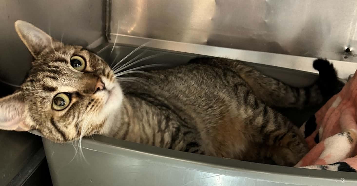 Enlarge TAMMY (CR-SC), a Adoptable Domestic Short Hair in Sainte-Angele-de-Monnoir, QC image 5/6