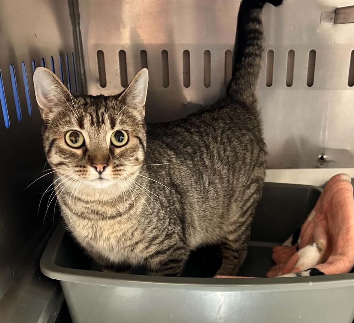 Enlarge TAMMY (CR-SC), a Adoptable Domestic Short Hair in Sainte-Angele-de-Monnoir, QC image 1/6