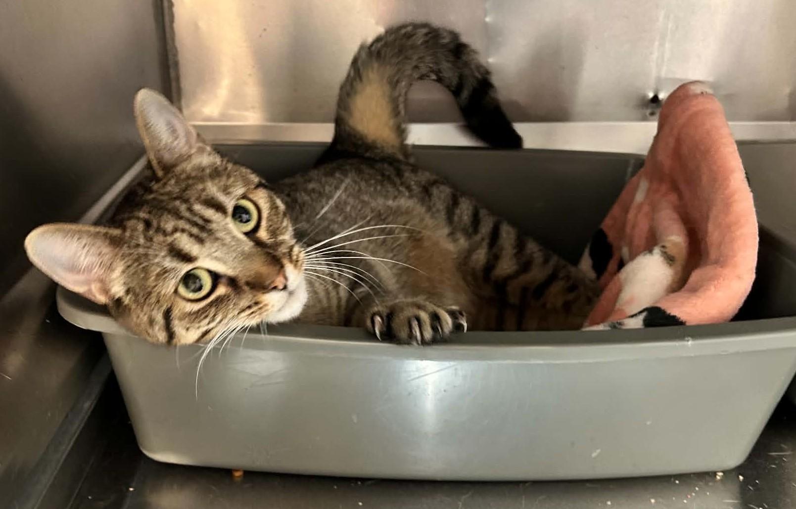 Enlarge TAMMY (CR-SC), a Adoptable Domestic Short Hair in Sainte-Angele-de-Monnoir, QC image 4/6