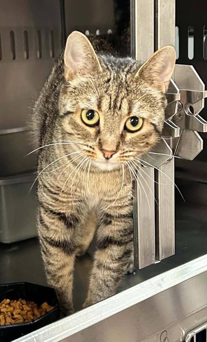 Enlarge TAMMY (CR-SC), a Adoptable Domestic Short Hair in Sainte-Angele-de-Monnoir, QC image 3/6