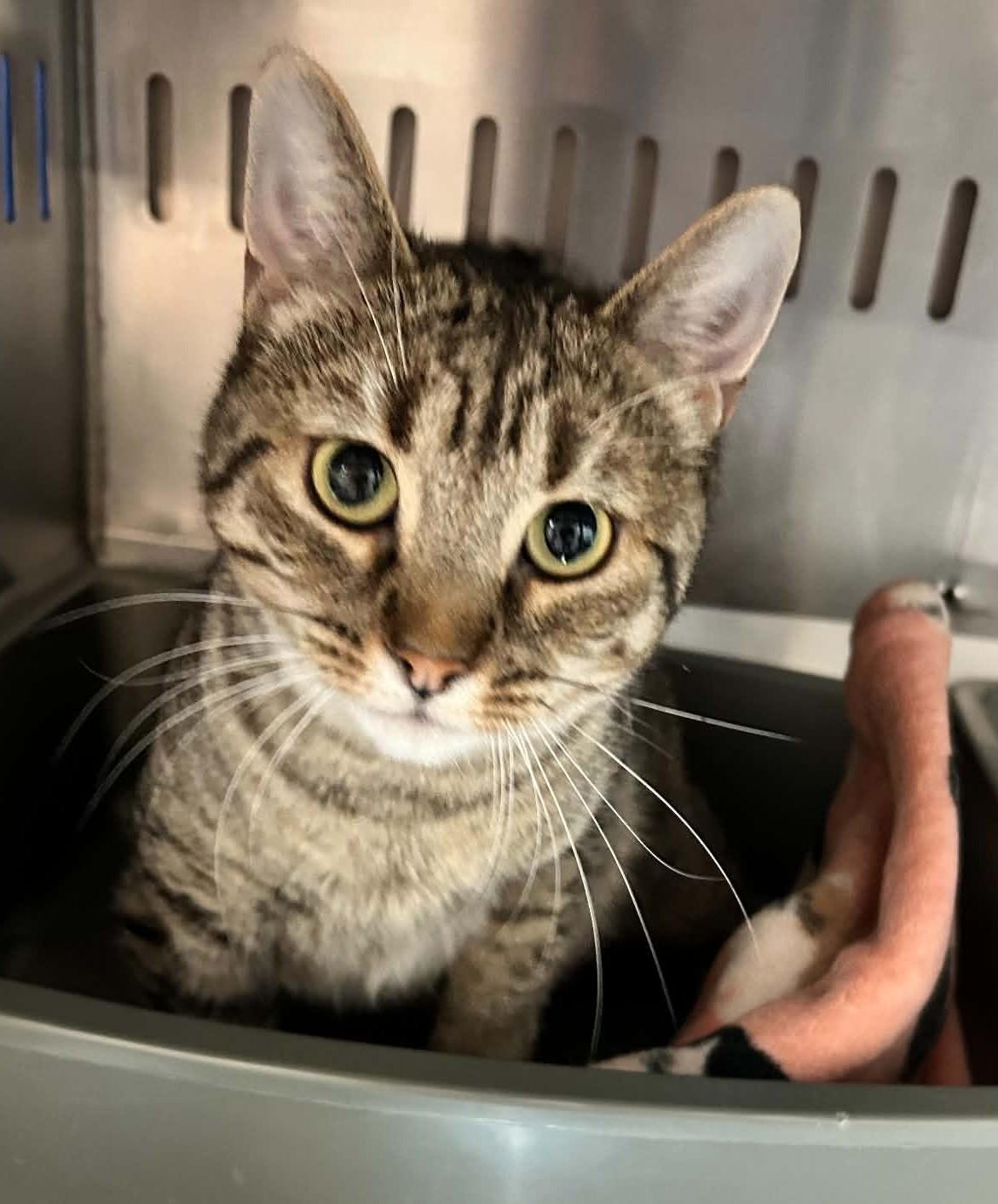 Enlarge TAMMY (CR-SC), a Adoptable Domestic Short Hair in Sainte-Angele-de-Monnoir, QC image 2/6