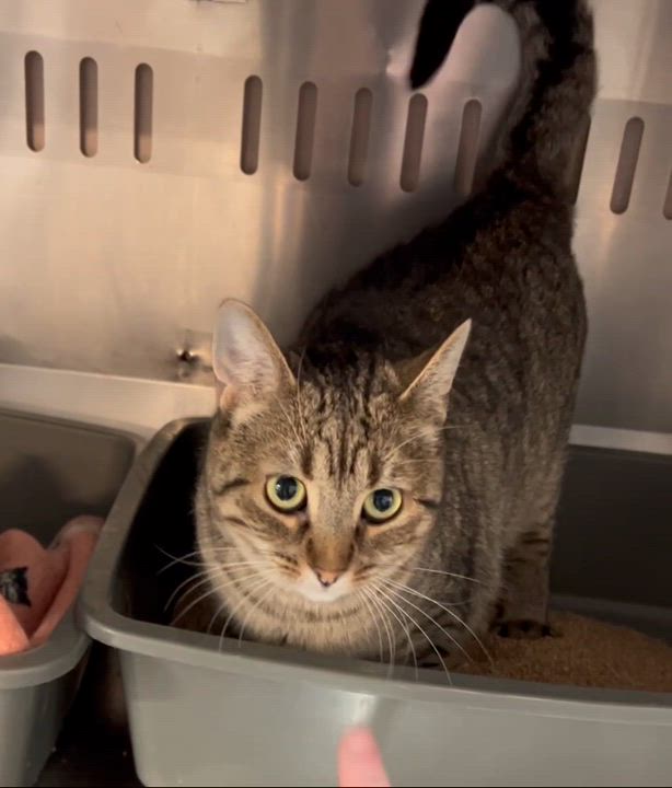 Enlarge TAMMY (CR-SC), a Adoptable Domestic Short Hair in Sainte-Angele-de-Monnoir, QC video 6/6