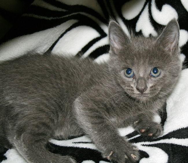 Pebble - I am A Russian Blue, Adoptable, Kitten Male Domestic Short Hair.