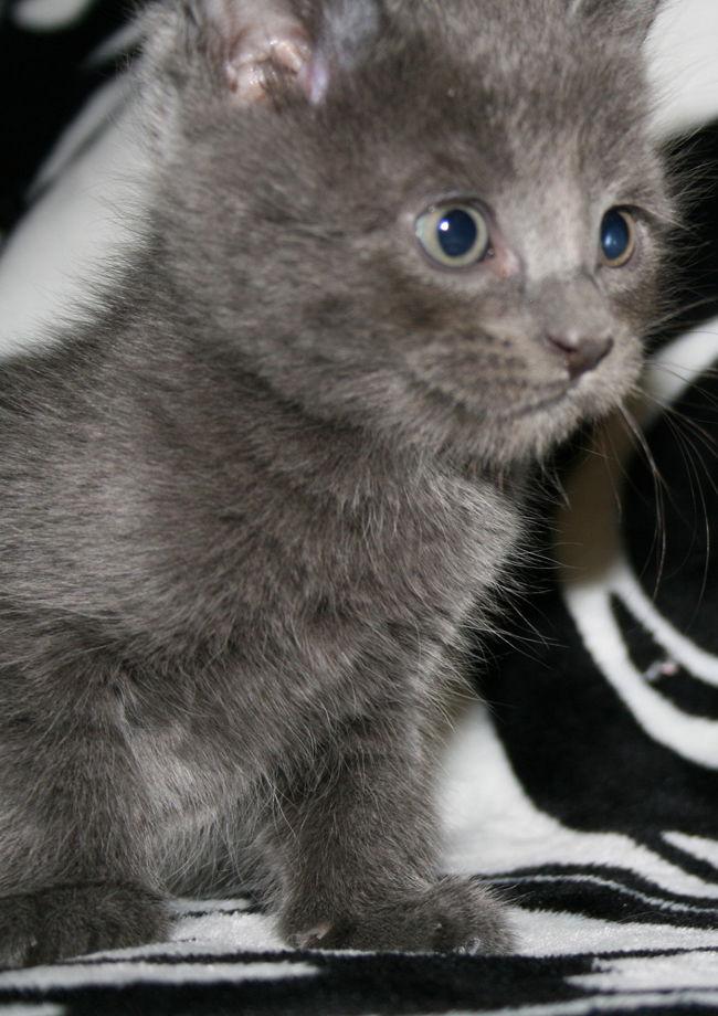 Pebble - I am A Russian Blue — thumbnail 2