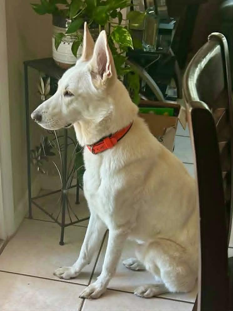Blizzard, a ADOPTABLE German Shepherd Dog in New Smyrna Beach, FL image 3/3