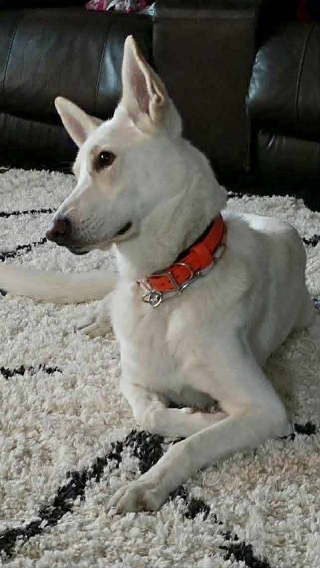 Blizzard, a ADOPTABLE German Shepherd Dog in New Smyrna Beach, FL image 2/3