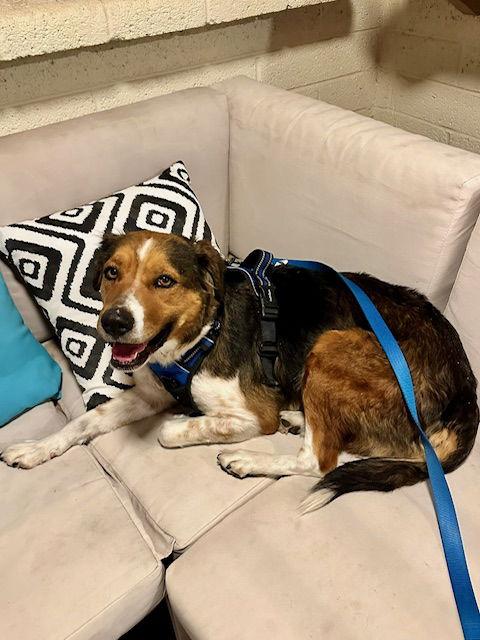 Enlarge Bailey ***Courtesy Post***, a Adoptable mixed breed in Glendale, AZ image 1/3