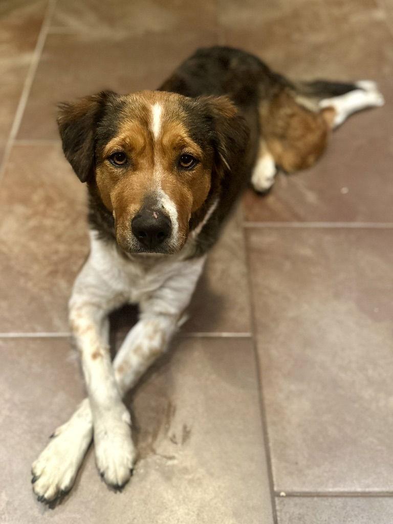 Enlarge Bailey ***Courtesy Post***, a Adoptable mixed breed in Glendale, AZ image 2/3