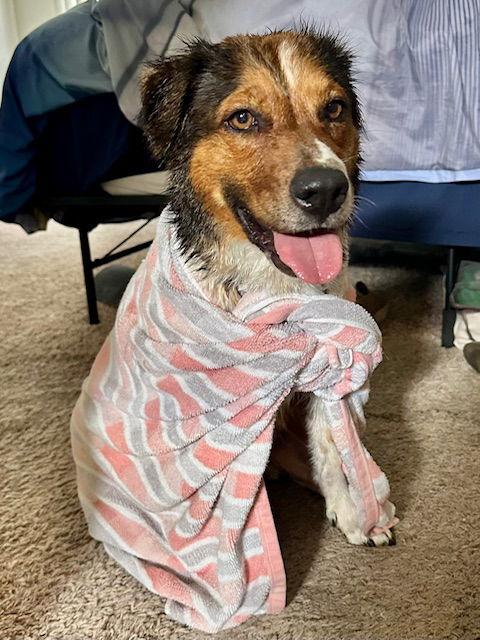 Enlarge Bailey ***Courtesy Post***, a Adoptable mixed breed in Glendale, AZ image 3/3