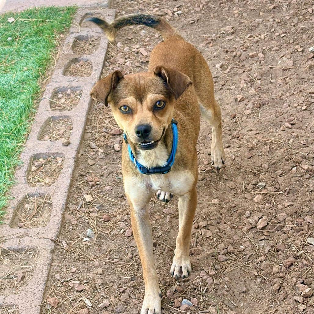 Wiley - PAWS, Adoptable, Adult Male Mixed Breed.