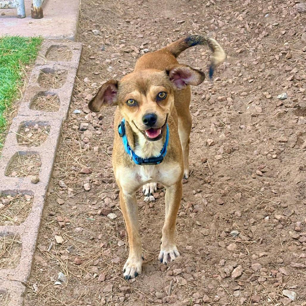 Wiley - PAWS, a Adoptable Mixed Breed in Las Cruces, NM image 2/4