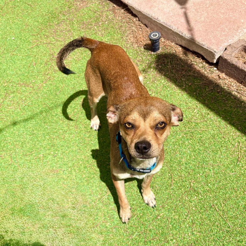 Wiley - PAWS, a Adoptable Mixed Breed in Las Cruces, NM image 3/4