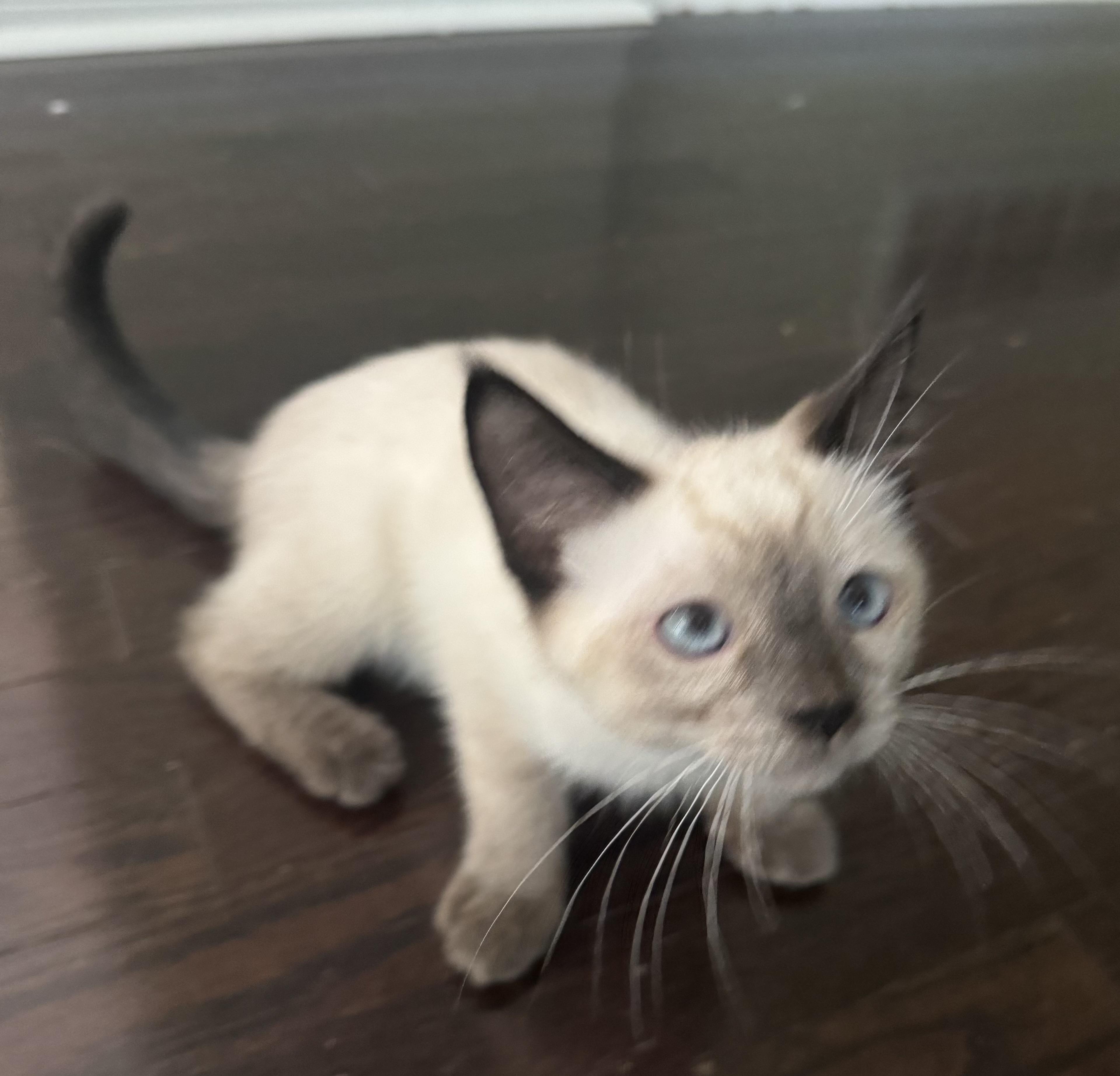 Enlarge Divo- LEANNE CUSITAR, an adopted mixed breed in Brampton, ON image 1/6