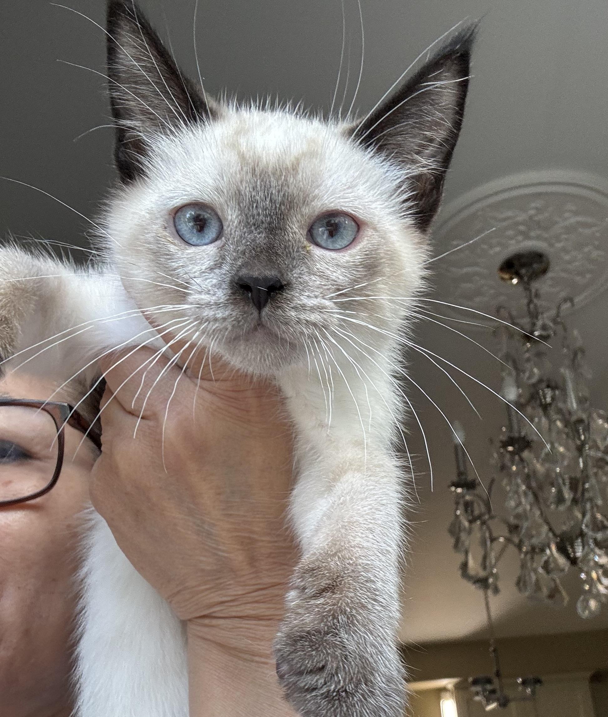 Enlarge Divo- LEANNE CUSITAR, an adopted mixed breed in Brampton, ON image 5/6
