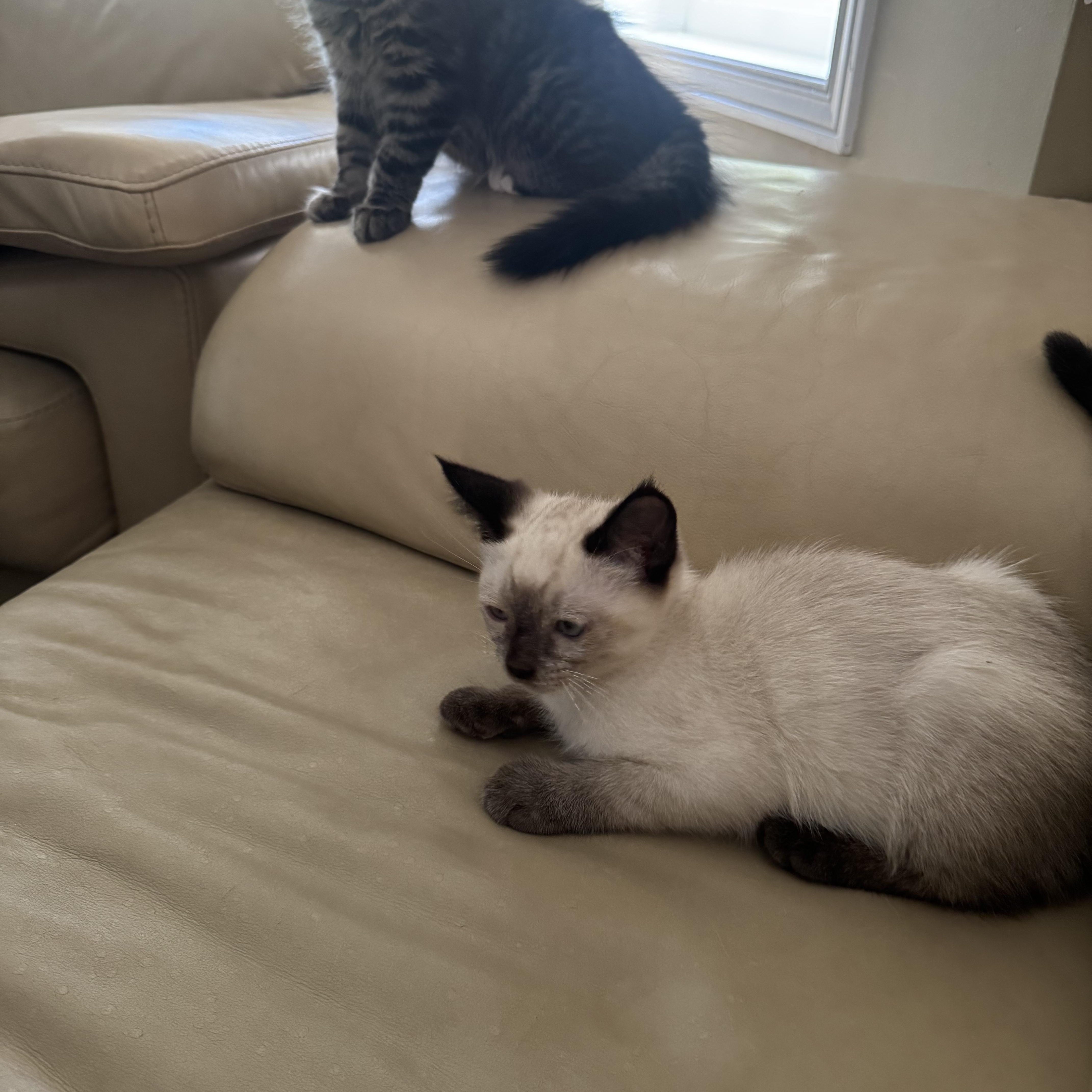 Enlarge Divo- LEANNE CUSITAR, an adopted mixed breed in Brampton, ON image 3/6