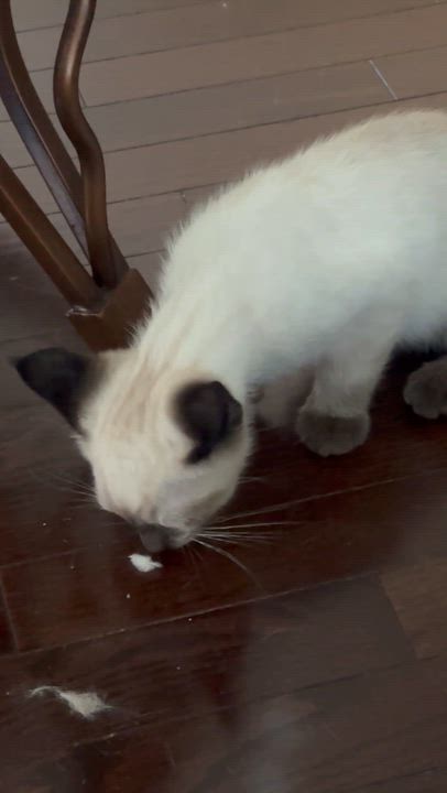 Enlarge Divo- LEANNE CUSITAR, an adopted mixed breed in Brampton, ON video 4/6