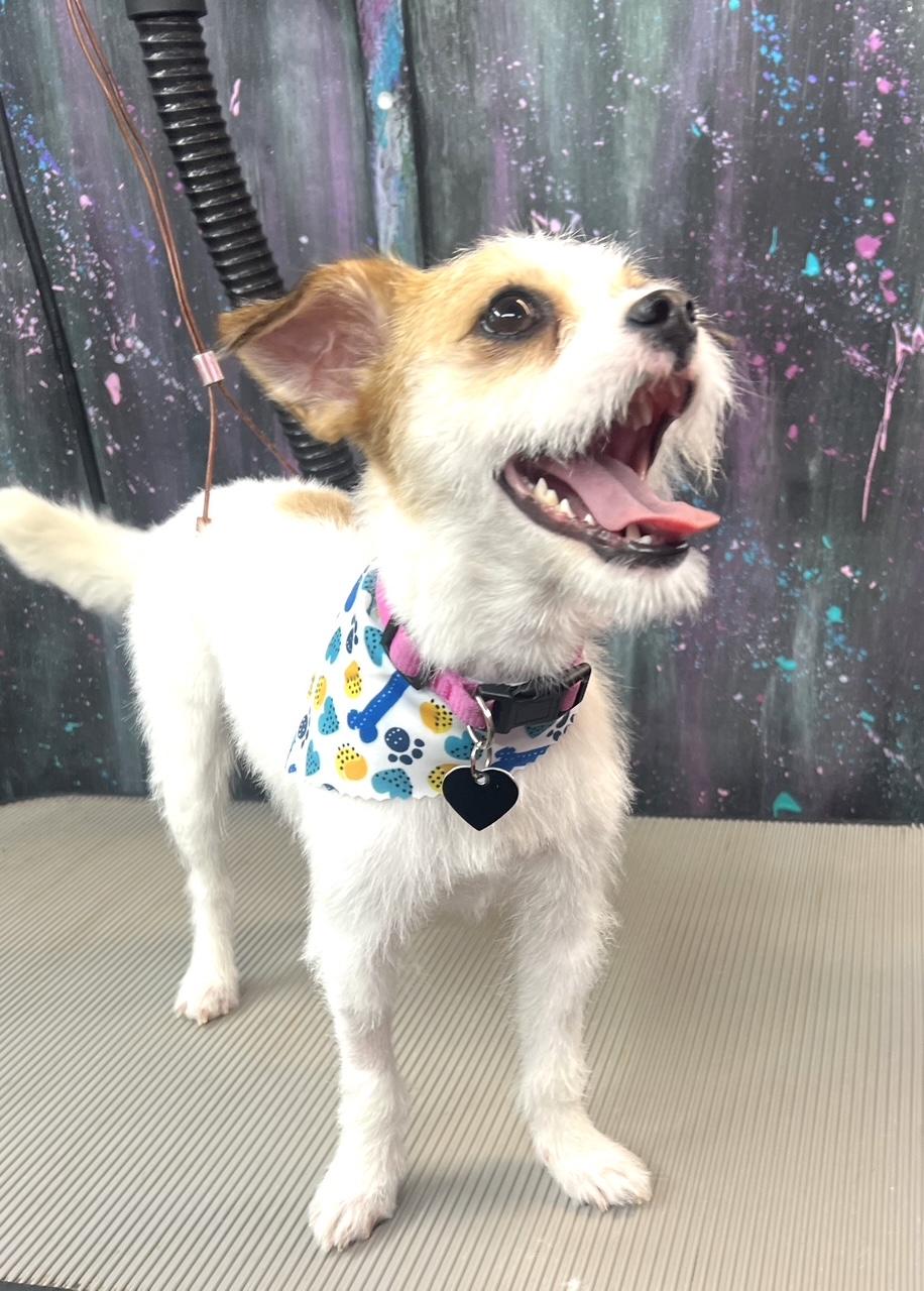 Poppy - Austin, a Adoptable Chihuahua in Austin, TX image 2/5