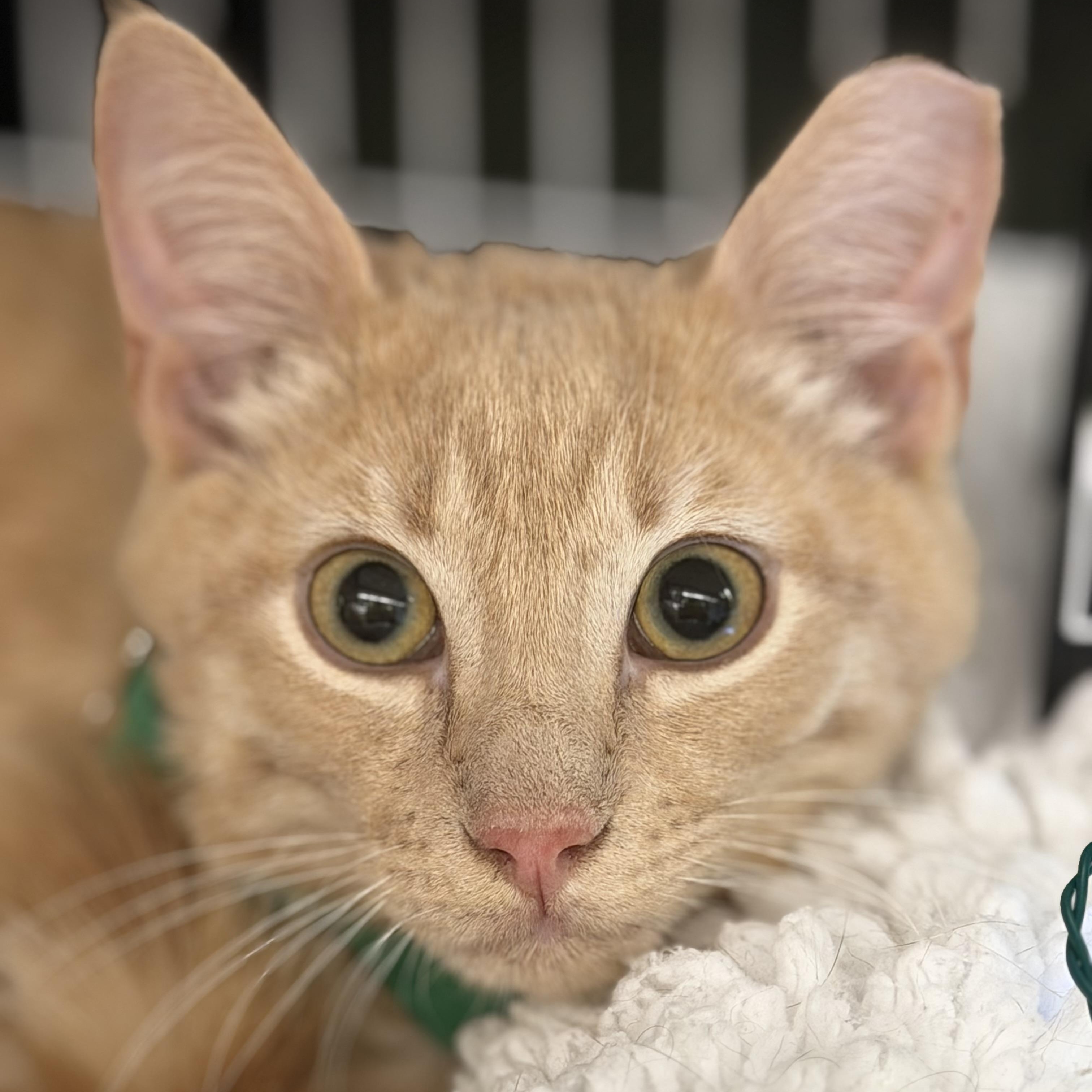 Poppy (Now at LCPA!), adopted, Kitten Male Domestic Short Hair & Tabby.