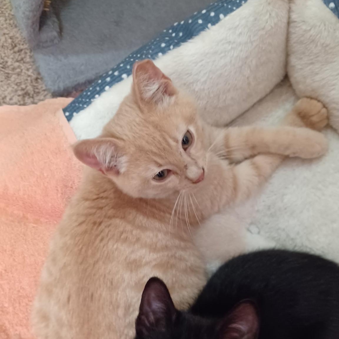 Enlarge Poppy (Now at LCPA!), an adopted mixed breed in Houston, TX image 4/4