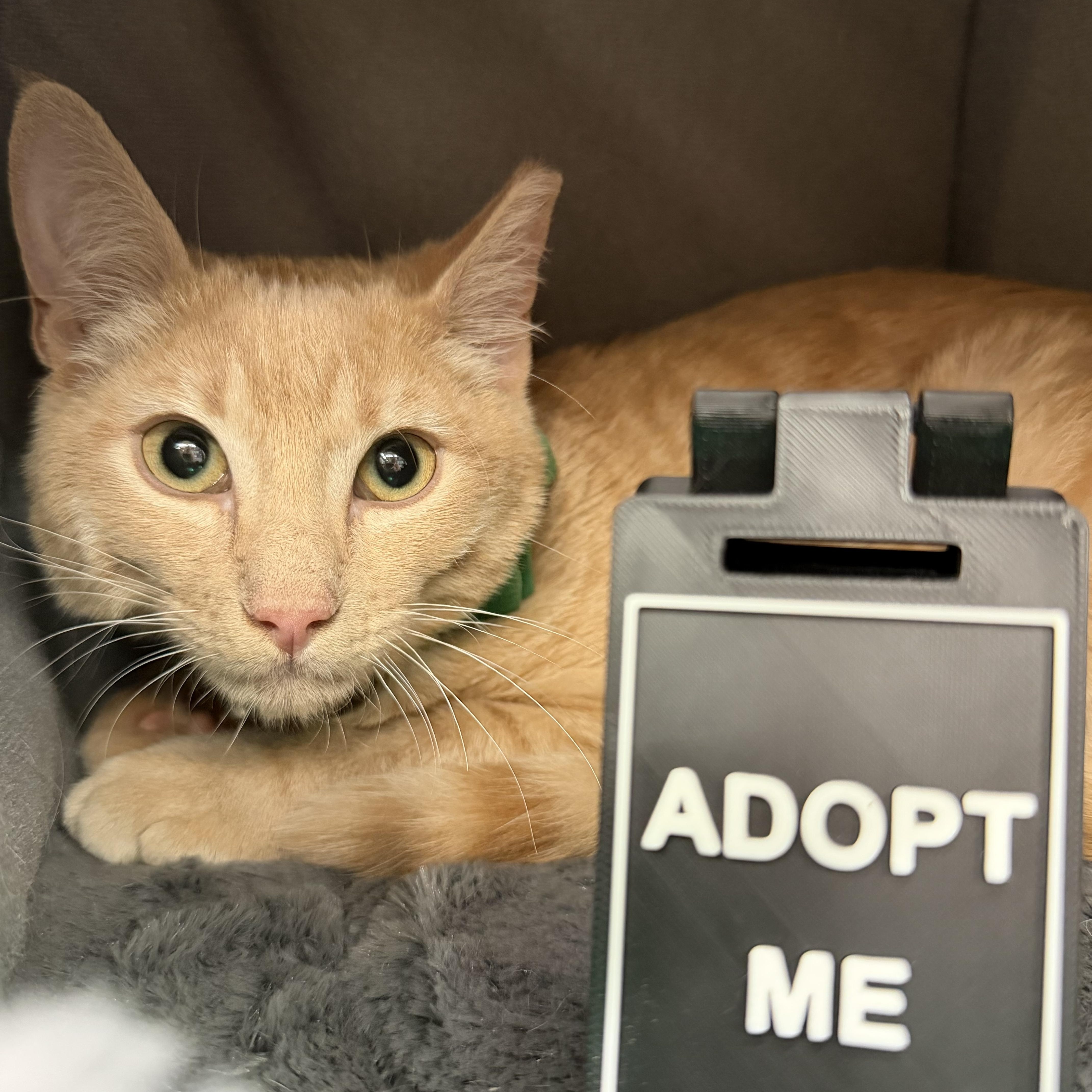 Enlarge Poppy (Now at LCPA!), an adopted mixed breed in Houston, TX image 2/4