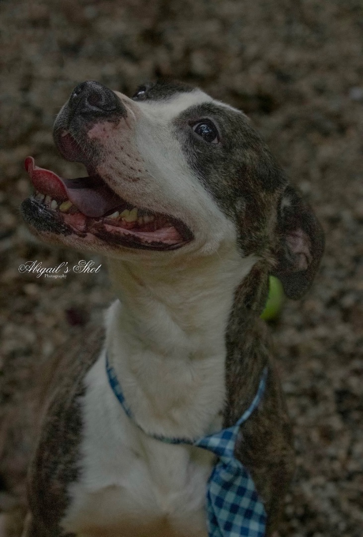 Doucette, Adoptable, Adult Female American Staffordshire Terrier.