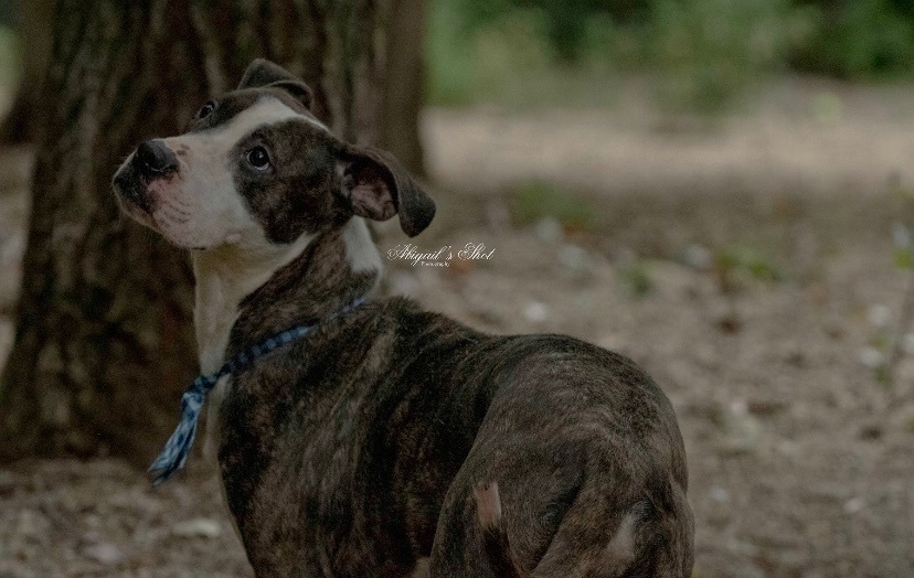 Doucette, a Adoptable American Staffordshire Terrier in fennville, MI image 3/4