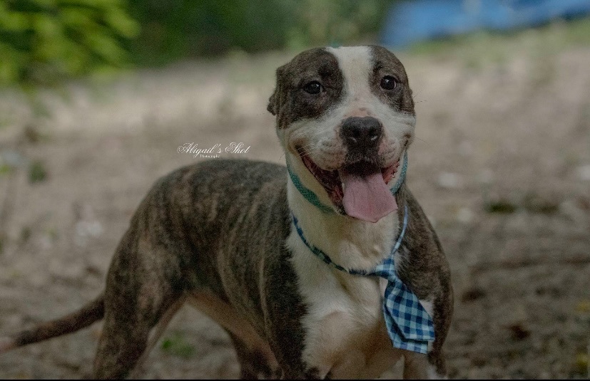 Doucette, a Adoptable American Staffordshire Terrier in fennville, MI image 4/4