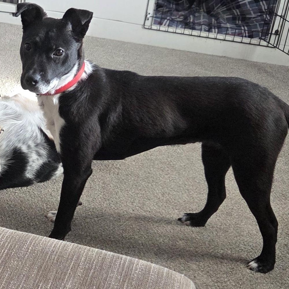 Enlarge Jax , a ADOPTABLE Mixed Breed in Midland, MI image 2/6