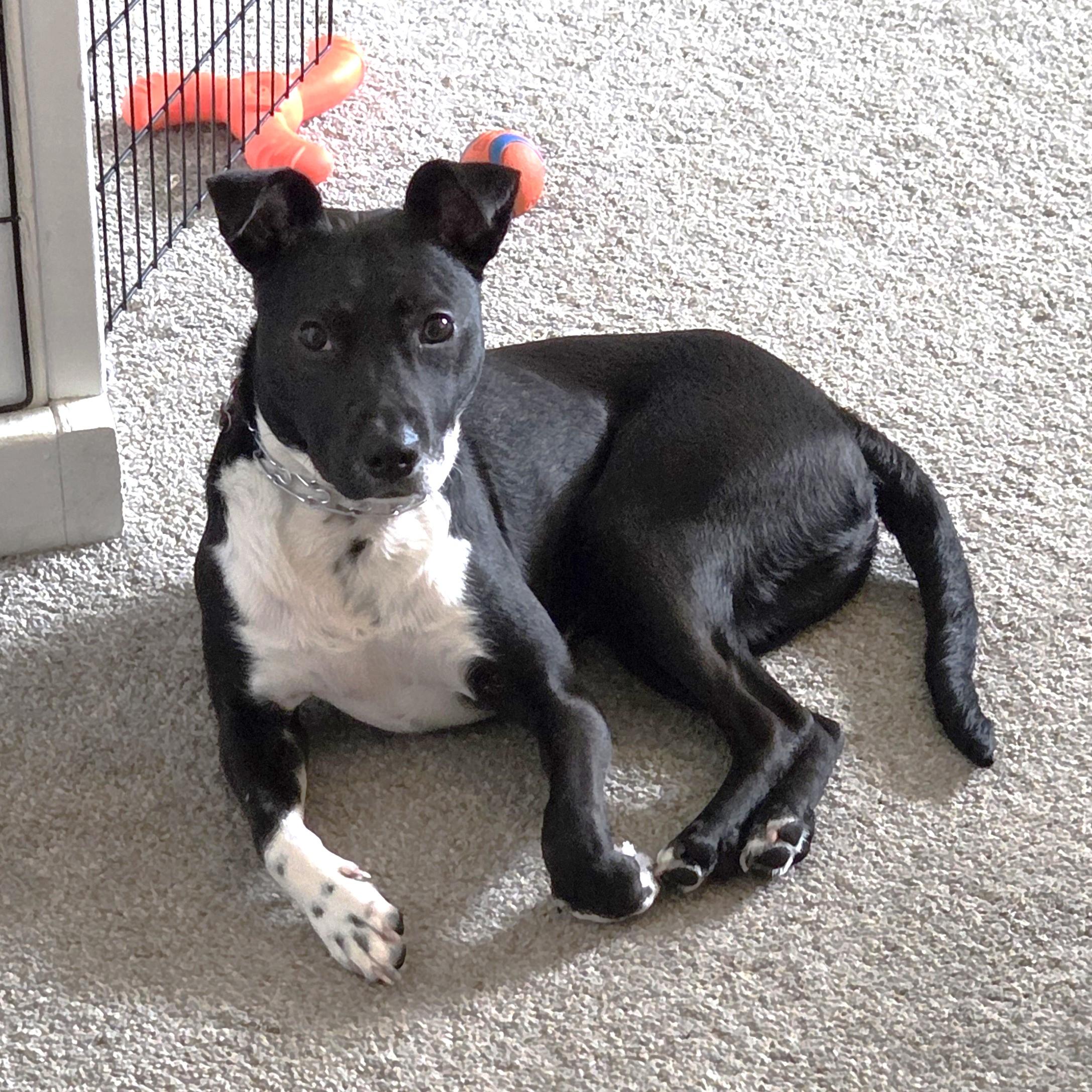 Jax , ADOPTABLE, Young Male Mixed Breed.