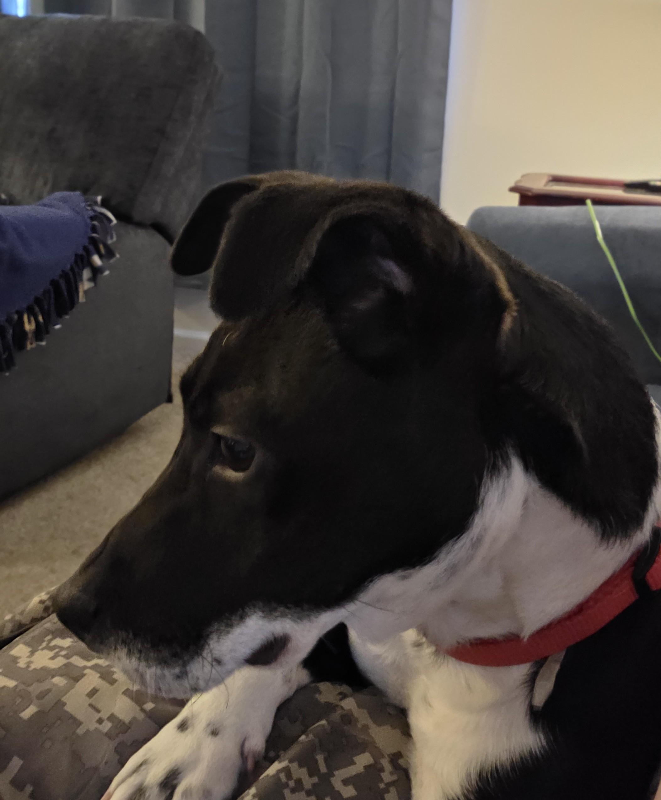 Enlarge Jax , a ADOPTABLE Mixed Breed in Midland, MI image 4/6