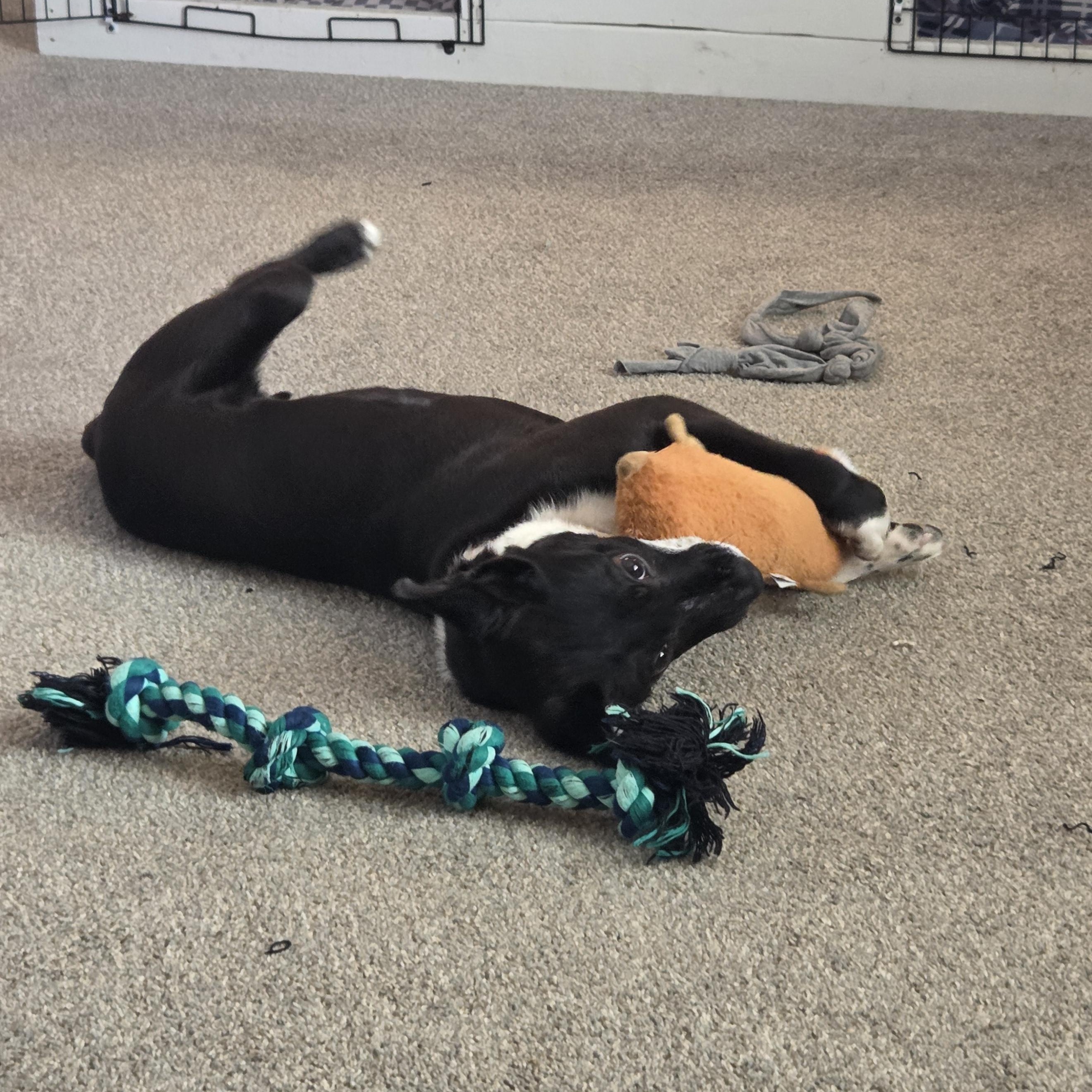 Enlarge Jax , a ADOPTABLE Mixed Breed in Midland, MI image 5/6